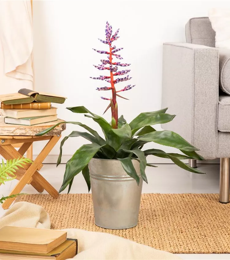 Aechmea 'Blue Rain'