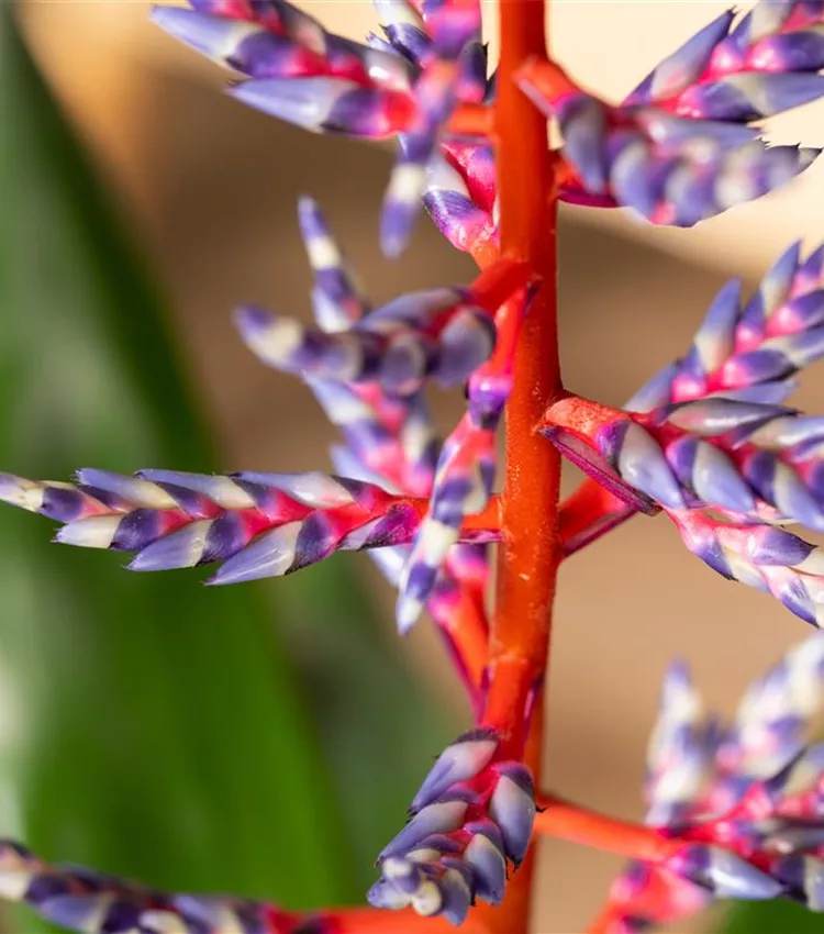 Aechmea 'Blue Rain'