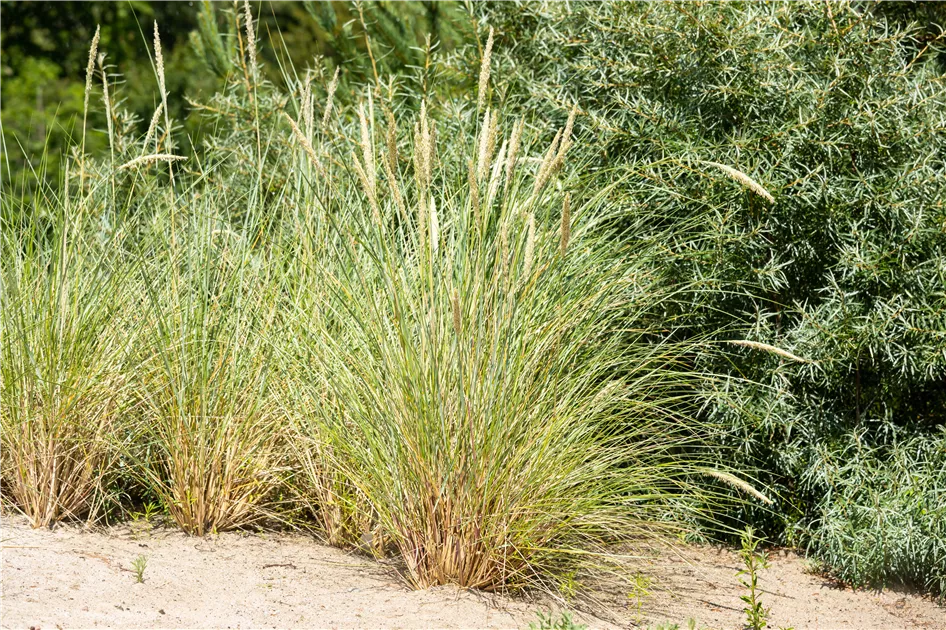 Produktbild von Ammophila Arenaria 3er-Set – Strandhafer Im 1-Liter-Topf, Winterhart Bis -25°C, Immergrün, 80–120 Cm Hoch – Für Dünengärten, Hangbefestigung & Maritime Atmosphäre