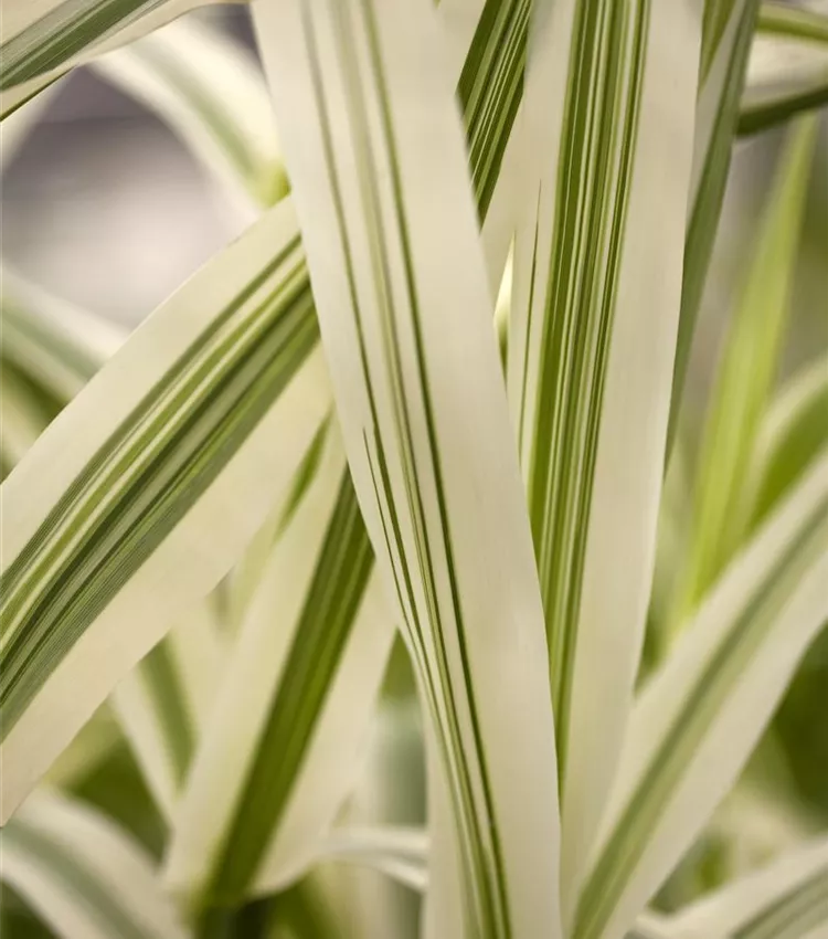 sudangras bio saatgut Bio-Katzengras Samen-Set kaufen main image 1