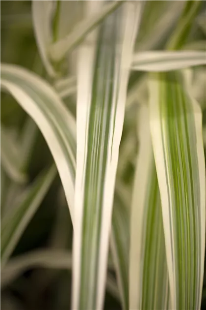 Arundo donax 'Variegata', Weissbuntes Pfahlrohr 'Variegata' | RICOTER  Erdaufbereitung AG