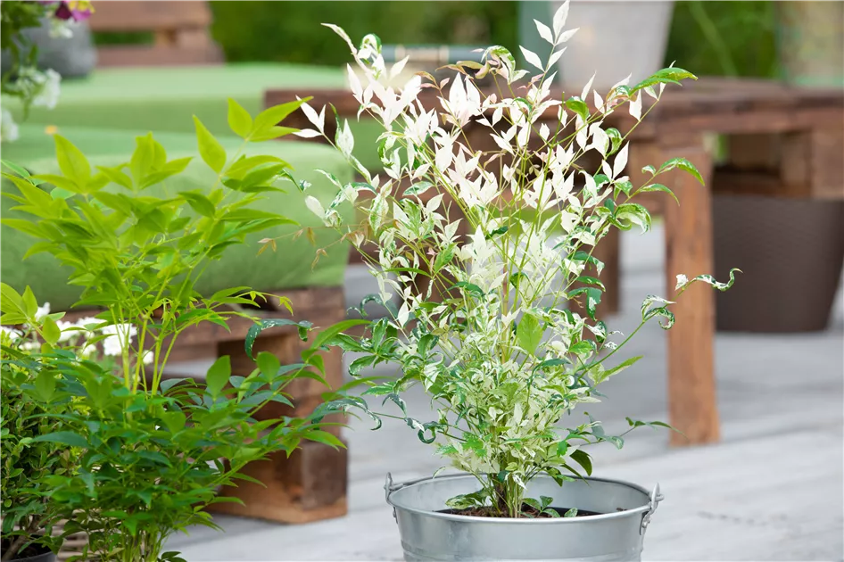 Nandina domestica 'Twilight', Heiliger Bambus 'Twilight' | RICOTER  Erdaufbereitung AG
