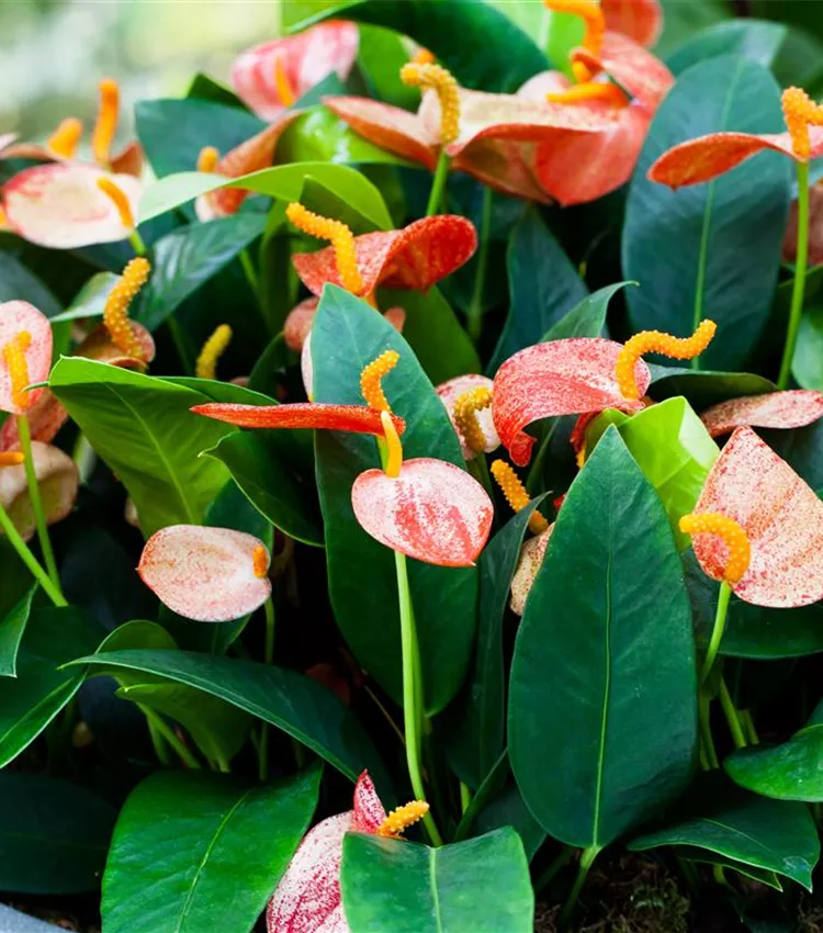 Anthurium x scherzerianum, Kleine Flamingoblume | RICOTER Erdaufbereitung AG