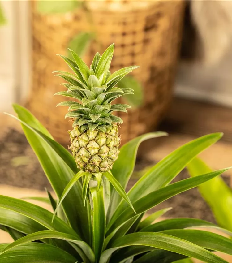 Ananas comosus 'Compacta', Ananas 'Compacta' | RICOTER Erdaufbereitung AG
