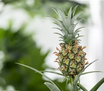 Ananas comosus 'Corona'