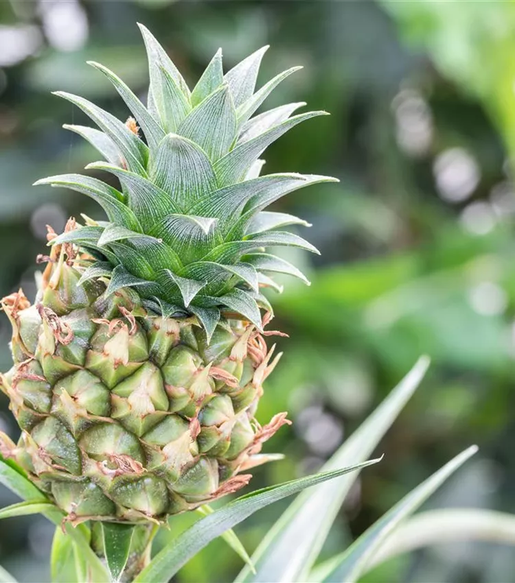 Ananas