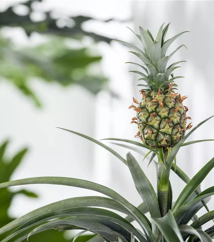 Ananas