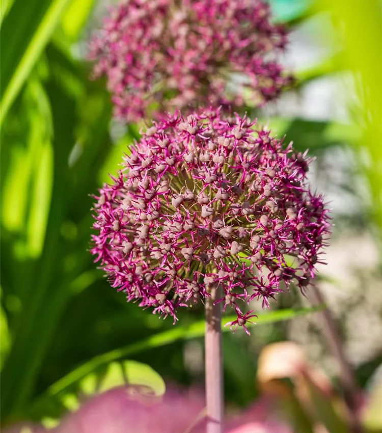 Allium