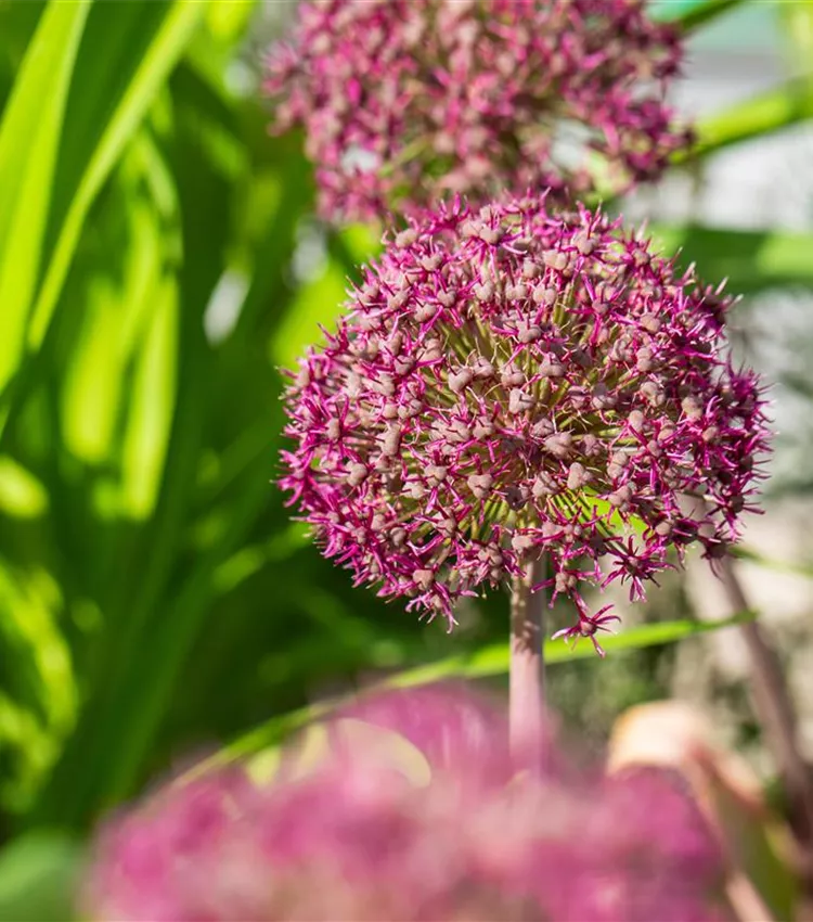 Allium