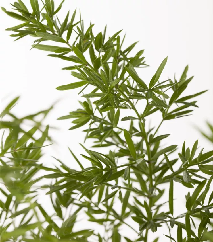 Sprengers Zier-Spargel 'Sprengeri'