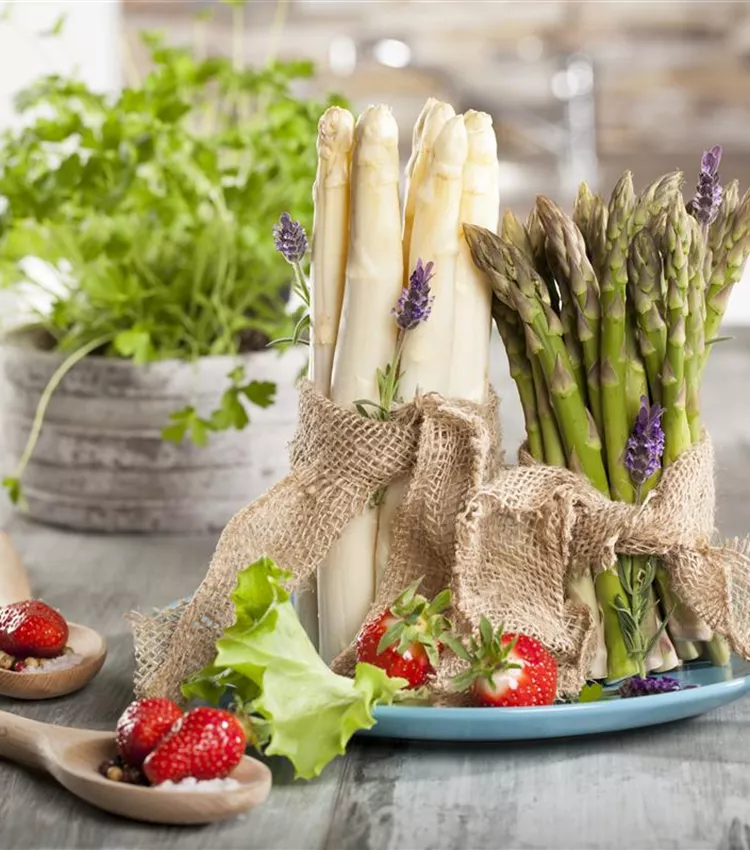 Asperge officinale Asperge officinale