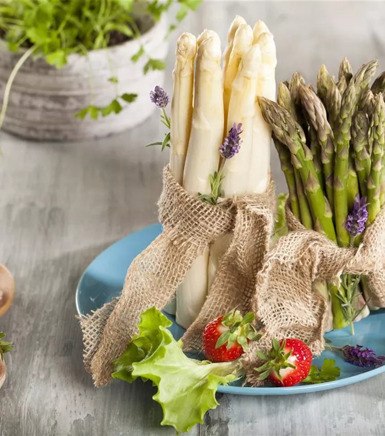 Asperge officinale Asperge officinale