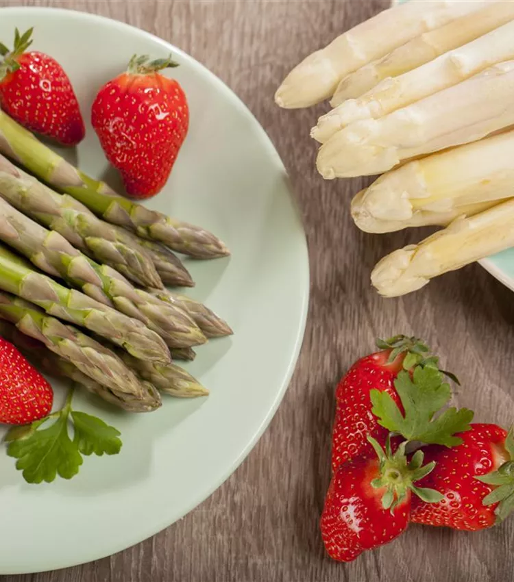 Asperge officinale Asperge officinale