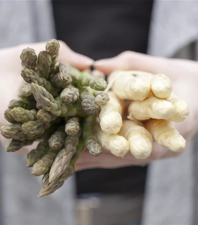 Asperge officinale Asperge officinale