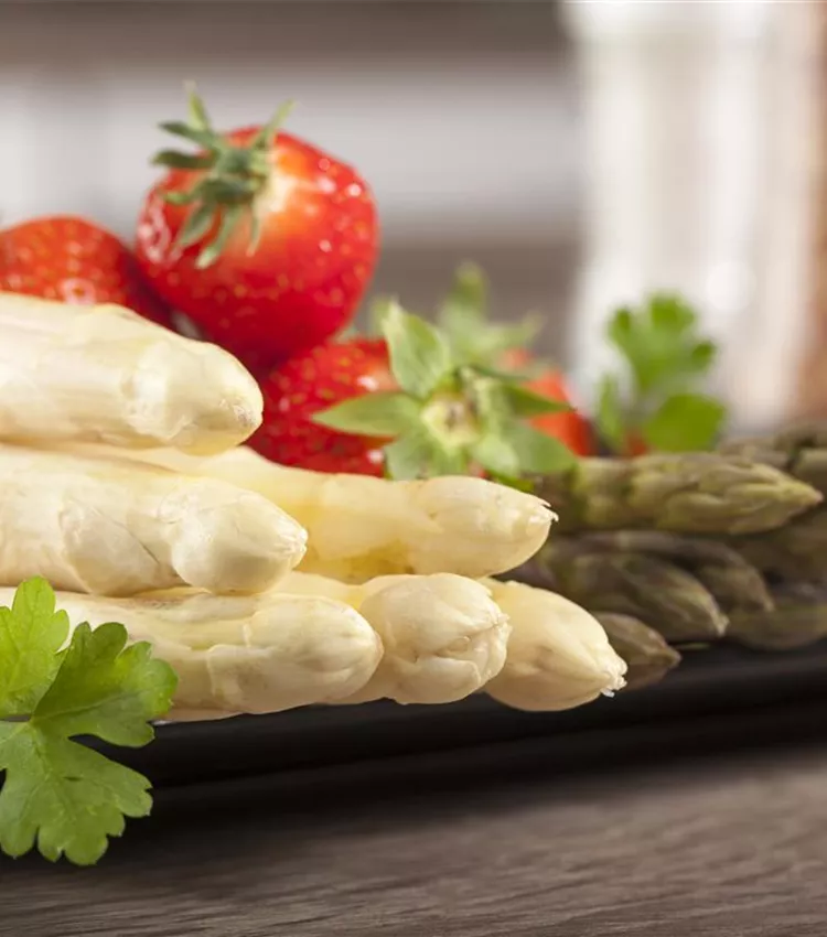 Asperge officinale Asperge officinale