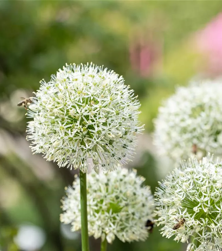 Garten-Zier-Lauch 'Mount Everest'
