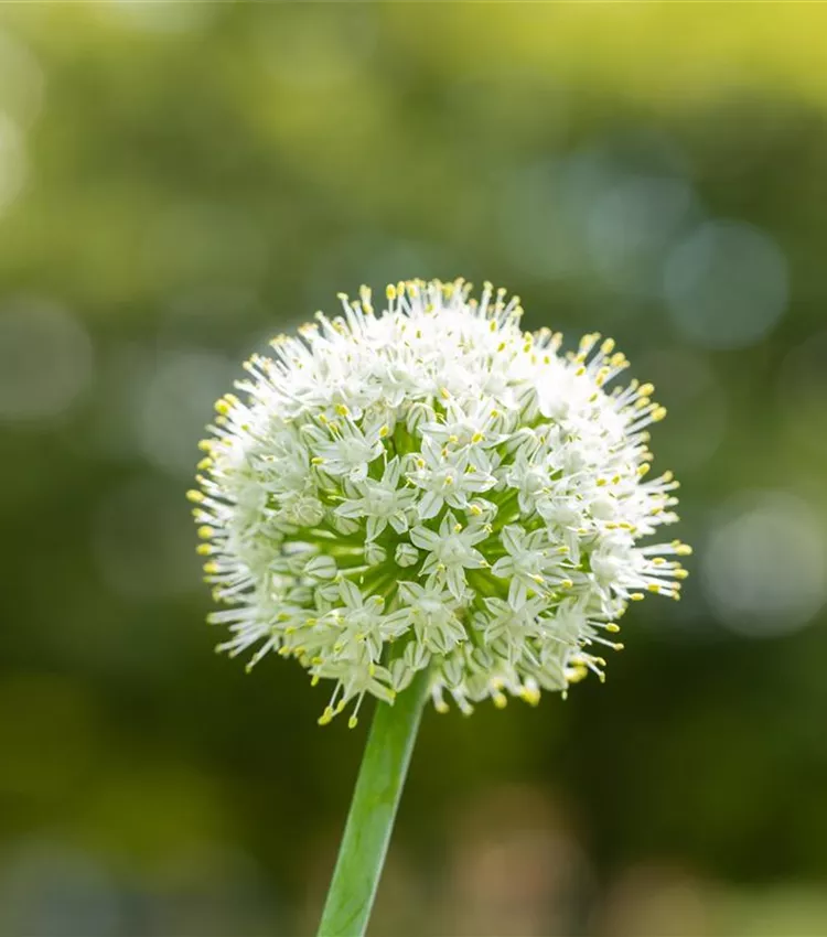 Garten-Zier-Lauch 'Mount Everest'