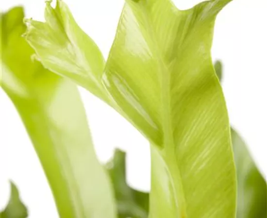 Asplenium antiquum 'Leslie'