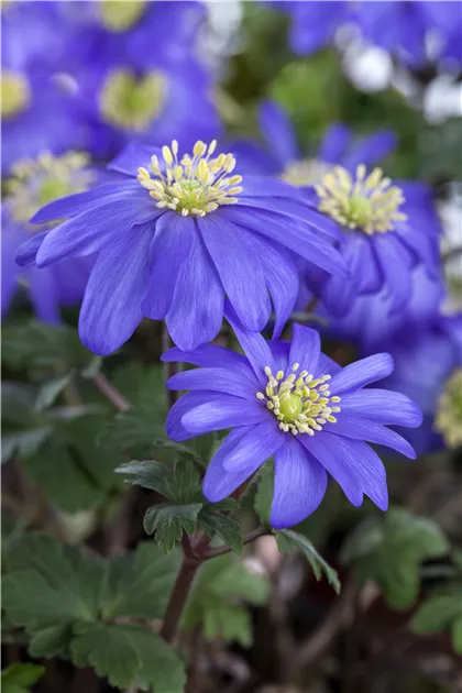 Bulbes D’Anémone Blanda Bleue – Floraison Début Printemps, Hauteur 15 Cm, Taille Bulbe 4-5 - 7