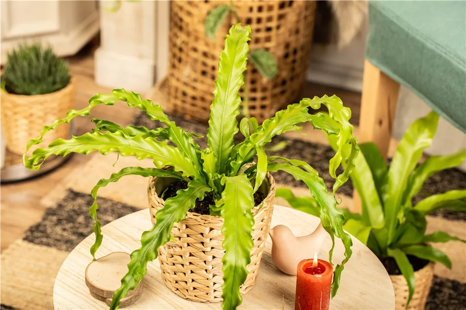 Nid De Fougère Asplenium Nidus Crispy Wave - Plante D'Intérieur Facile, Hauteur 25cm Pot 12cm