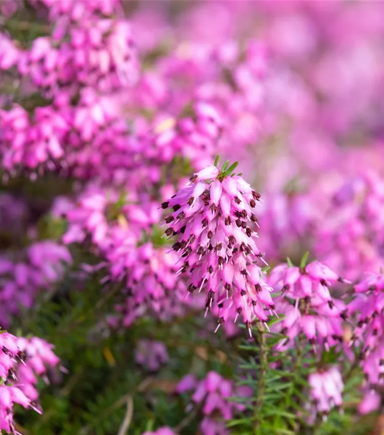 Bruyère du Cap Bruyère du Cap