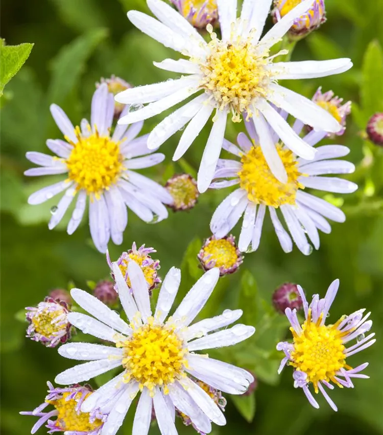 Aster