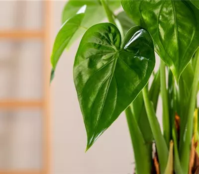 Alocasia cucullata