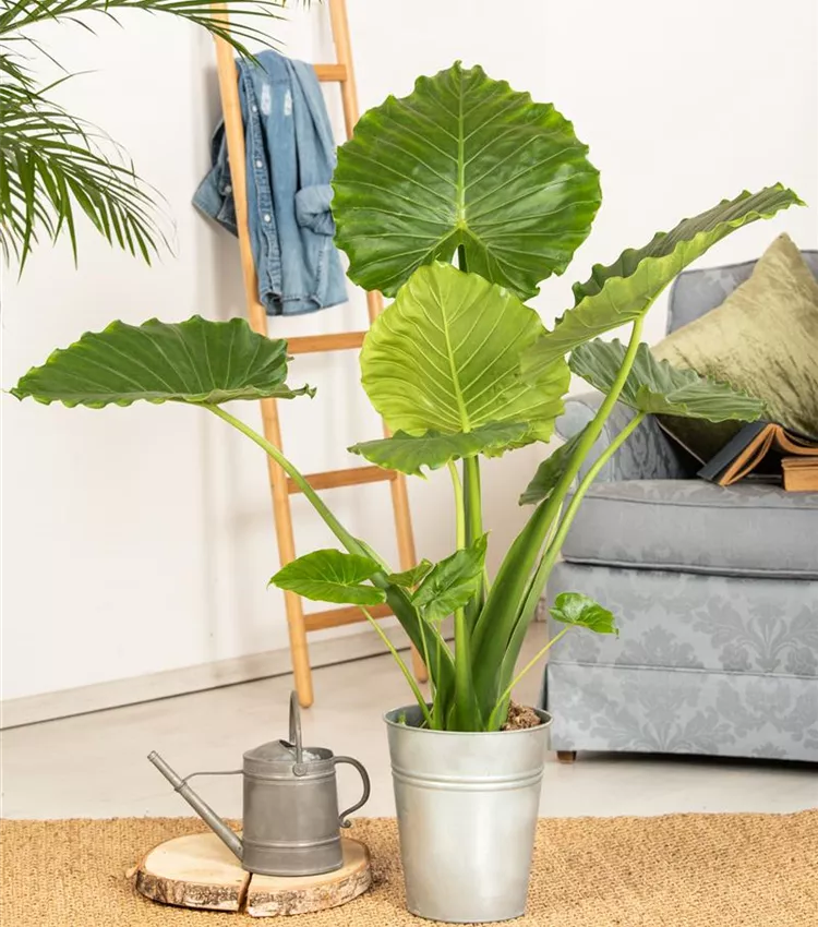 Alocasia gageana, Kleines Elefantenohr | RICOTER Erdaufbereitung AG