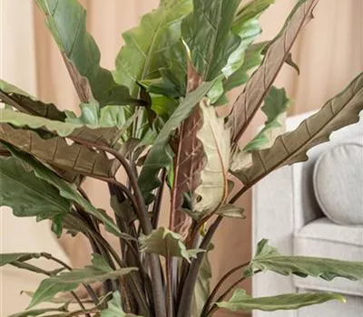 Alocasia lauterbachiana