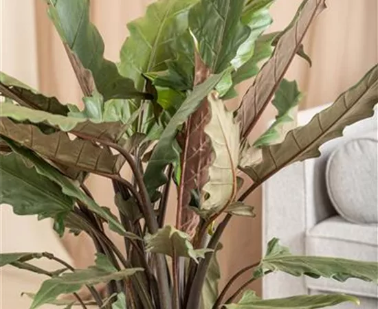 Alocasia lauterbachiana