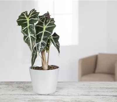 Alocasia lowii