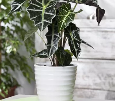 Alocasia sanderiana
