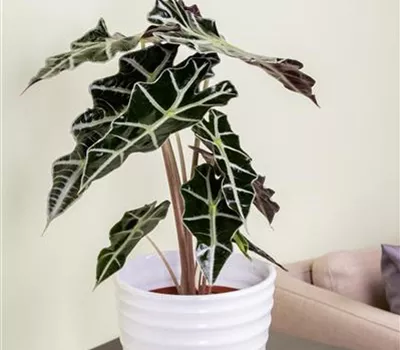 Alocasia x amazonica
