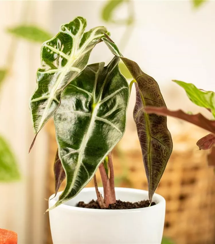 Alocasia x amazonica, Pfeilblatt | RICOTER Erdaufbereitung AG