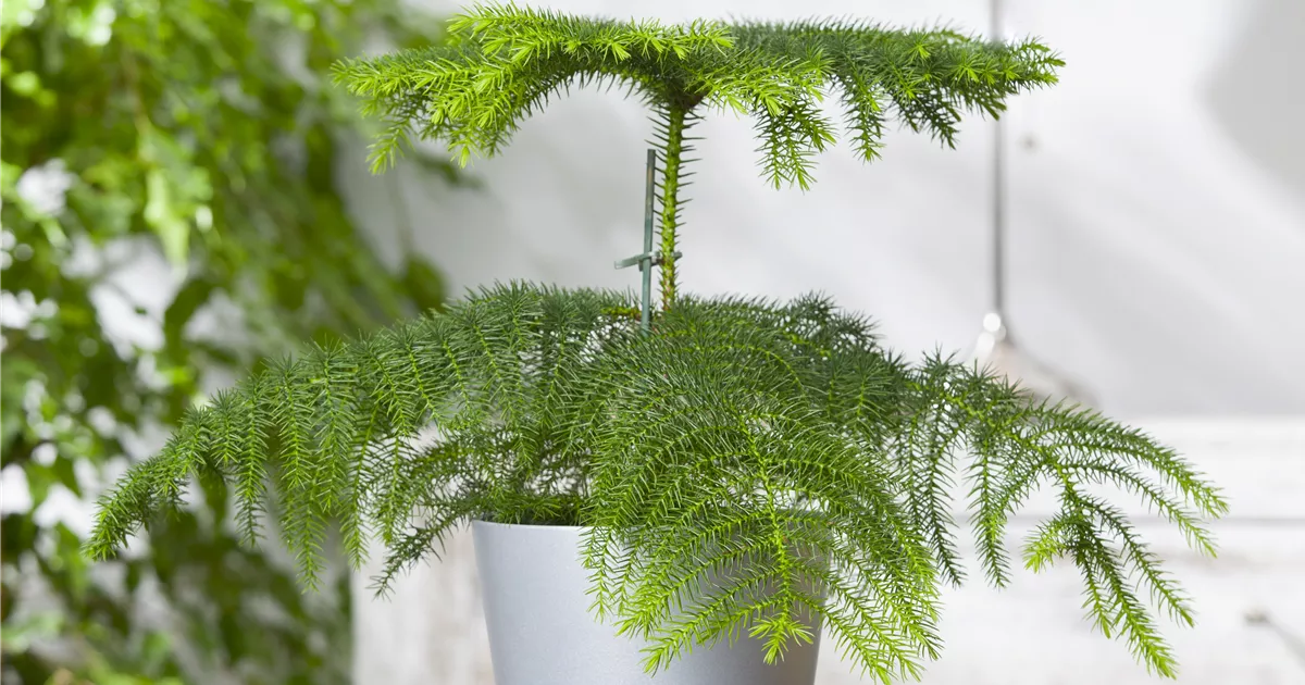 Araucaria heterophylla, Zimmertanne | RICOTER Erdaufbereitung AG