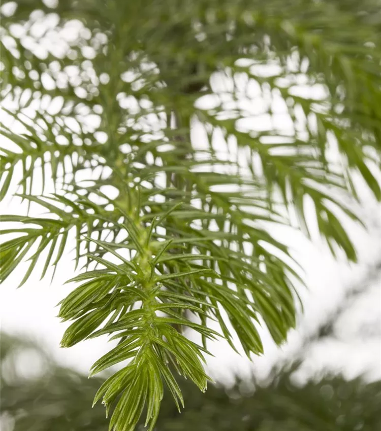 Zimmertanne Zimmertanne