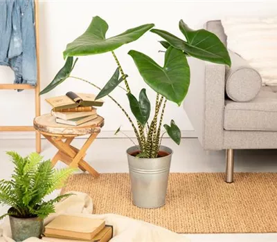 Alocasia zebrina