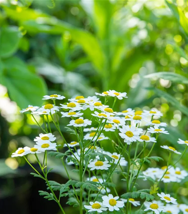 Arctanthemum