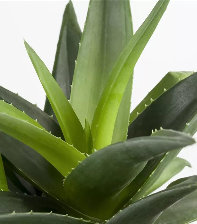 Aloe aristata, Aloe | RICOTER Erdaufbereitung AG