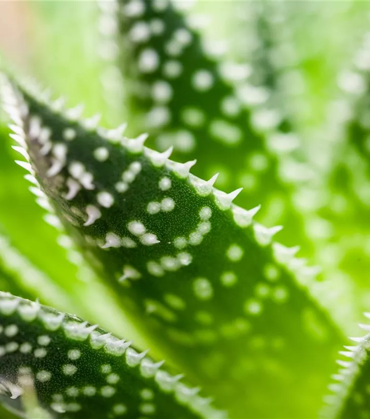 aloe vera dm creme Balea Haut Creme Mit Aloe Vera Magnoline 125 ML – Mai Pharmacy