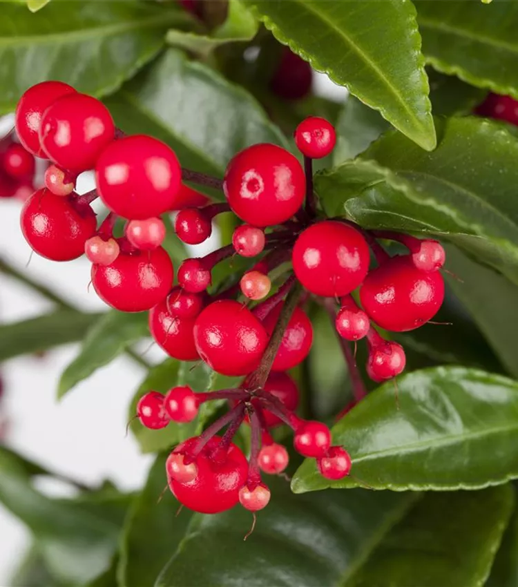 Ardisia