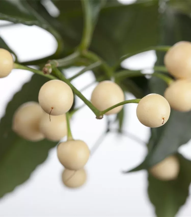 Ardisia
