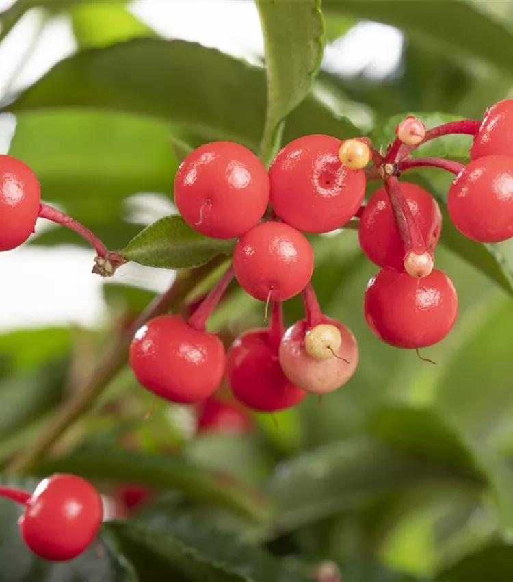 Ardisia