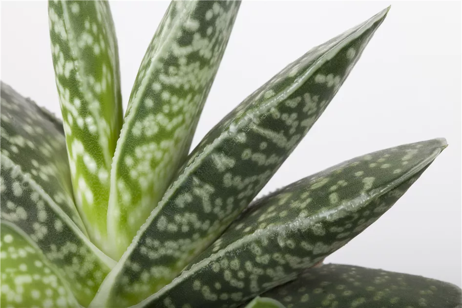 aloe vera kühlend Bio Aloe Vera Gel (50 ml) – regenerierend, kühlend, tiefenwirksam – GURU  Granola main image 1