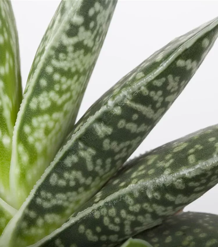 Aloe aristata 'Magic', Aloe 'Magic' | RICOTER Erdaufbereitung AG