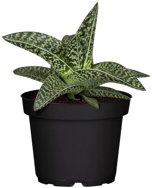 wasser mit aloe vera Friseva Mizellenwasser mit Aloe Vera 200 ml – die Naturcosmetic main image 0