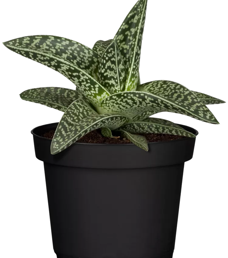 Aloe aristata 'Magic', Aloe 'Magic' | RICOTER Erdaufbereitung AG