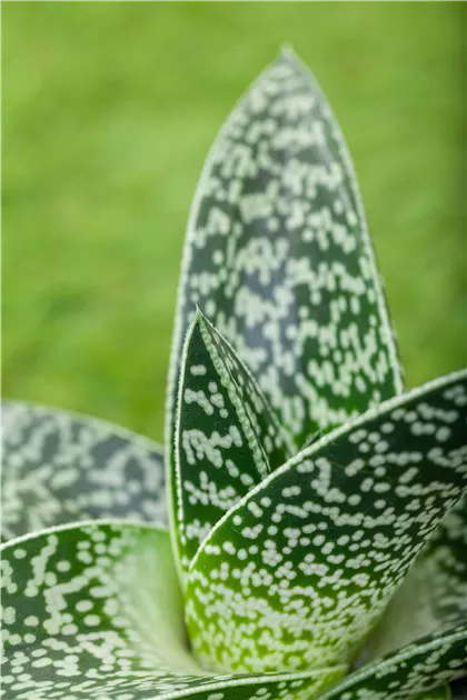 aloe vera pur trinken Reiner Bio Aloe Vera Saft main image 0