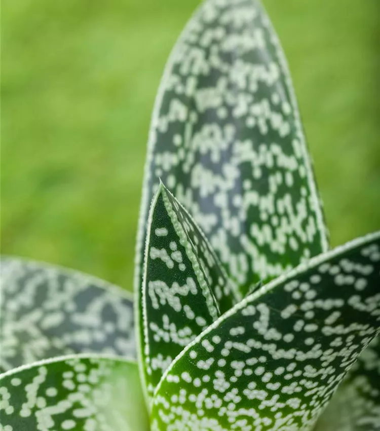 Aloe aristata 'Magic', Aloe 'Magic' | RICOTER Erdaufbereitung AG