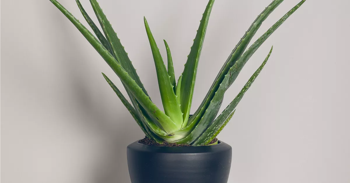 aloe vera hydro Hydro-Glaze Cooling Aloe Shave Gel